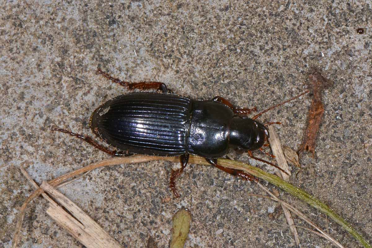 Carabidae: Harpalus rubripes?   S !